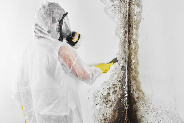 Best Residential Mold Remediation in Hiram, OH