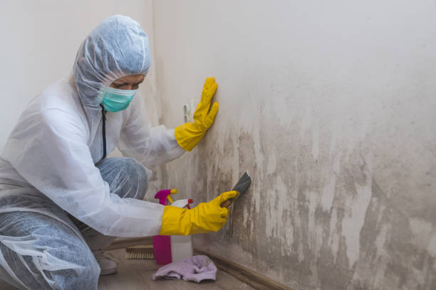 Best Residential Mold Remediation in Hiram, OH