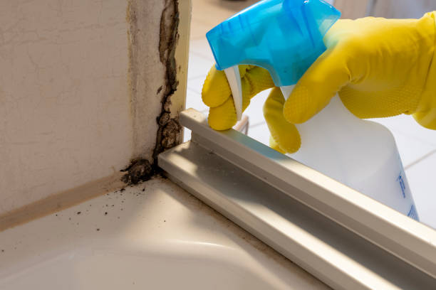 Best Residential Mold Remediation in Hiram, OH