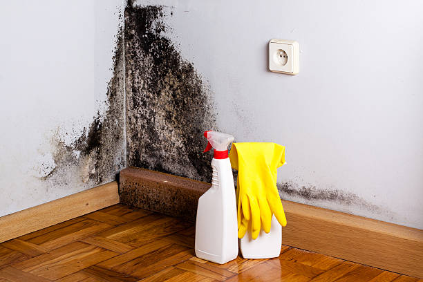 Best Basement Mold Remediation in Hiram, OH